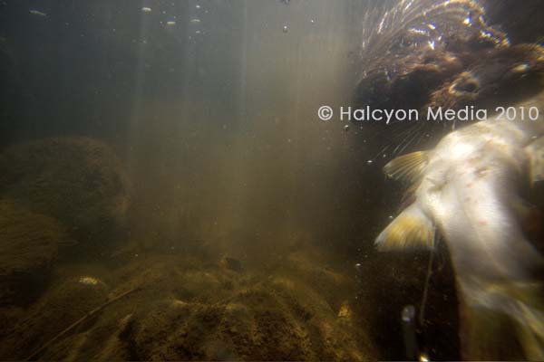 Wild otter underwater