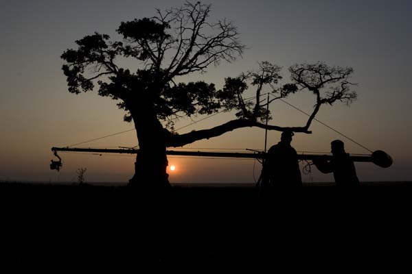 The Walnut Tree