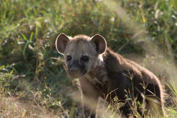 Hyena 1 week old