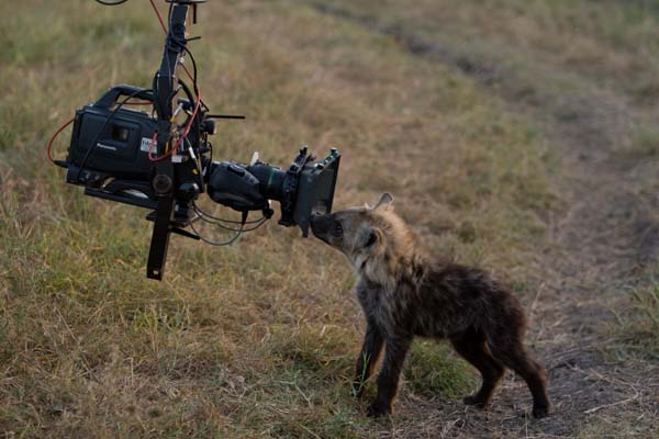 Hyena with camera